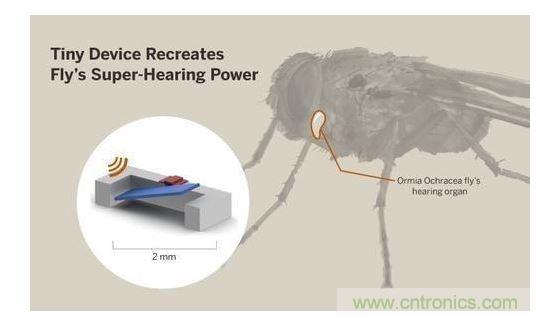 顯示研究人員們經(jīng)由這種寄生蠅的聲音處理機(jī)制啟發(fā),開發(fā)出一款低功耗的麥克風(fēng)組件。