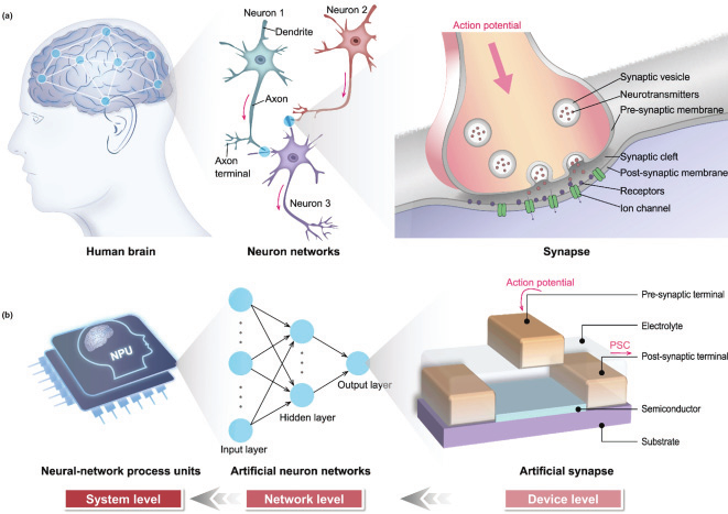 神經(jīng)形態(tài)計(jì)算器件和陣列測試解決方案 神經(jīng)形態(tài)計(jì)算器件和陣列測試解決方案