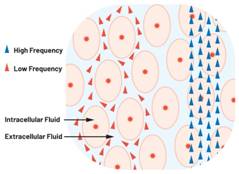圖1.人體組織的電導率 因此,按照如上初步近似思路,模擬人體行為的電子電路可以建模如下:電阻Ri(細胞內(nèi)電阻)與電容(細胞膜電容)串聯(lián),二者與另一個電阻Re(細胞外電阻)并聯(lián),如圖2所示2。人體的阻抗范圍在1 kHz左右的低頻時為10 kΩ至1 MΩ,在1 MHz左右的高頻時為1 kΩ至100 Ω。 圖1.人體組織的電導率 因此,按照如上初步近似思路,模擬人體行為的電子電路可以建模如下:電阻Ri(細胞內(nèi)電阻)與電容(細胞膜電容)串聯(lián),二者與另一個電阻Re(細胞外電阻)并聯(lián),如圖2所示2。人體的阻抗范圍在1 kHz左右的低頻時為10 kΩ至1 MΩ,在1 MHz左右的高頻時為1 kΩ至100 Ω。